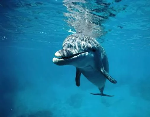Kizimkazi Dolphin Tour Zanzibar